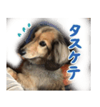 足の太いダックスフンド（個別スタンプ：17）