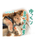 足の太いダックスフンド（個別スタンプ：18）