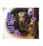 足の太いダックスフンド（個別スタンプ：20）