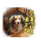 足の太いダックスフンド（個別スタンプ：21）