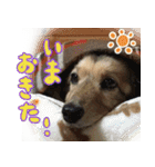 足の太いダックスフンド（個別スタンプ：22）