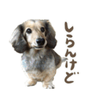 足の太いダックスフンド（個別スタンプ：24）
