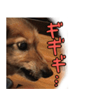 足の太いダックスフンド（個別スタンプ：27）