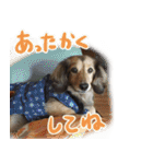 足の太いダックスフンド（個別スタンプ：28）