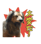 足の太いダックスフンド（個別スタンプ：30）
