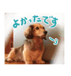 足の太いダックスフンド（個別スタンプ：31）