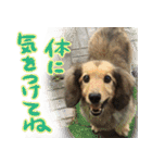 足の太いダックスフンド（個別スタンプ：32）