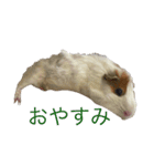 じろちょがいっぱい（個別スタンプ：6）