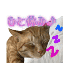 Johnny ＆ Chocola ＆ かりん ⑪（個別スタンプ：4）