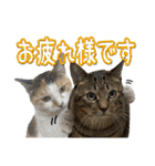 Johnny ＆ Chocola ＆ かりん ⑪（個別スタンプ：5）