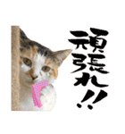 Johnny ＆ Chocola ＆ かりん ⑪（個別スタンプ：8）