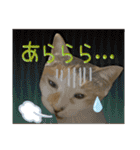Johnny ＆ Chocola ＆ かりん ⑪（個別スタンプ：16）