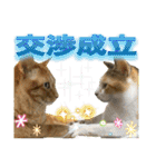 Johnny ＆ Chocola ＆ かりん ⑪（個別スタンプ：23）