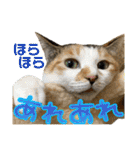 Johnny ＆ Chocola ＆ かりん ⑪（個別スタンプ：26）