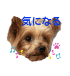 レーベンっ子のおしゃべり3（個別スタンプ：8）