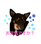 レーベンっ子のおしゃべり3（個別スタンプ：13）