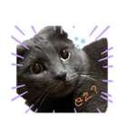 猫の？（個別スタンプ：1）