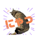 猫の？（個別スタンプ：2）