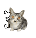 猫の？（個別スタンプ：3）