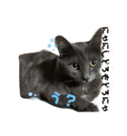 猫の？（個別スタンプ：4）