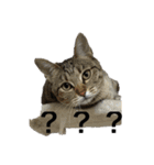 猫の？（個別スタンプ：5）