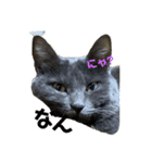 猫の？（個別スタンプ：6）