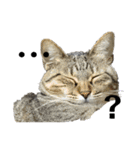 猫の？（個別スタンプ：7）