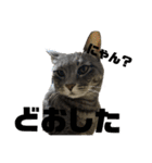 猫の？（個別スタンプ：8）