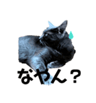 猫の？（個別スタンプ：9）
