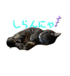 猫の？（個別スタンプ：10）