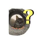 猫の？（個別スタンプ：11）