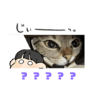 猫の？（個別スタンプ：12）