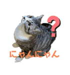 猫の？（個別スタンプ：13）