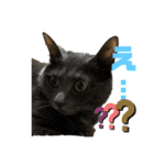 猫の？（個別スタンプ：14）
