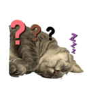 猫の？（個別スタンプ：16）