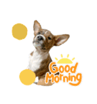 ⭐️Basenji Royの日常スタンプ⭐️（個別スタンプ：1）