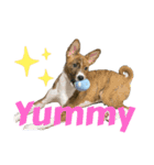 ⭐️Basenji Royの日常スタンプ⭐️（個別スタンプ：2）