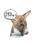 ⭐️Basenji Royの日常スタンプ⭐️（個別スタンプ：3）