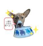 ⭐️Basenji Royの日常スタンプ⭐️（個別スタンプ：4）