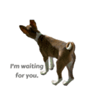 ⭐️Basenji Royの日常スタンプ⭐️（個別スタンプ：5）