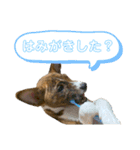 ⭐️Basenji Royの日常スタンプ⭐️（個別スタンプ：7）