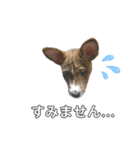 ⭐️Basenji Royの日常スタンプ⭐️（個別スタンプ：9）