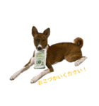 ⭐️Basenji Royの日常スタンプ⭐️（個別スタンプ：11）
