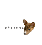 ⭐️Basenji Royの日常スタンプ⭐️（個別スタンプ：14）