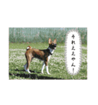 ⭐️Basenji Royの日常スタンプ⭐️（個別スタンプ：15）