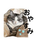 わさびのスタンプ2020（個別スタンプ：12）