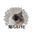 みぞれさんスタンプ（個別スタンプ：6）