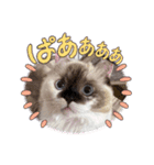 みぞれさんスタンプ（個別スタンプ：11）