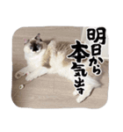 みぞれさんスタンプ（個別スタンプ：14）