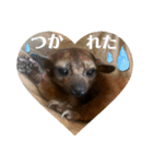 キンカジューの金太郎とかぐや姫（個別スタンプ：5）